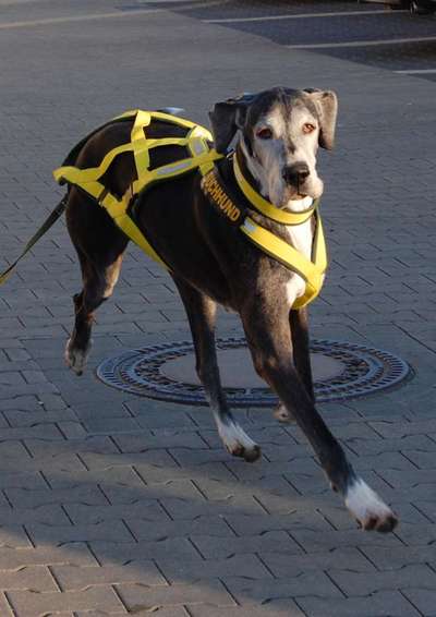 Mantrailing-Beitrag-Bild