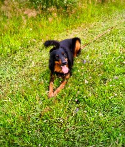 Fotochallenge Nr. 59 - Mein Hund zeigt die Zunge-Beitrag-Bild