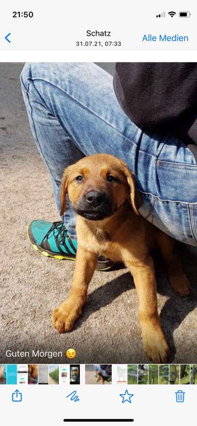 Welpen Bilder !-Beitrag-Bild