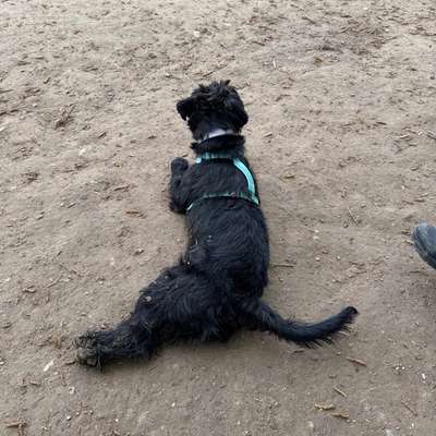 Hundetreffen-Souveräne Hunde gesucht-Bild