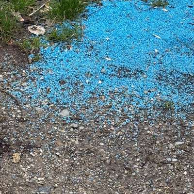 Giftköder-Blaue Kügelchen auf dem Boden-Bild