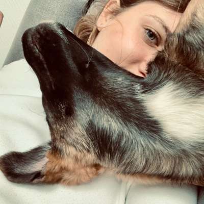 Hundetreffen-Malinois Mädchen sucht Spielfreunde