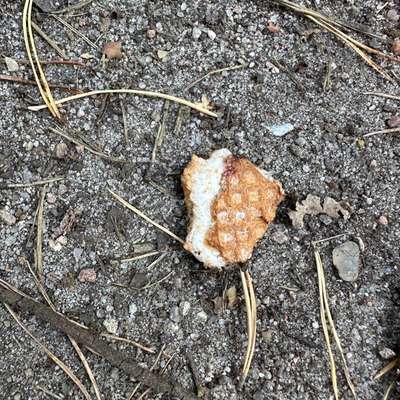 Giftköder-Giftköder Waffeln !!!-Bild