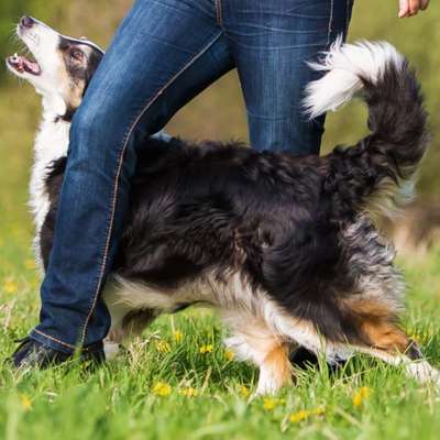 %{de_profession_title}-Dog dance-Bild