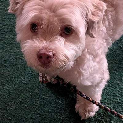 Hundetreffen-Desko sucht einen Partner zur Gassirunde-Bild