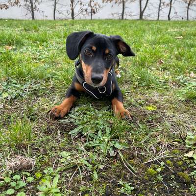 Hundetreffen-Treffen mit Milo-Bild