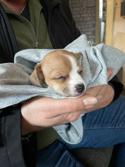 Hundetreffen-Welpenrunde in Harburg-Bild