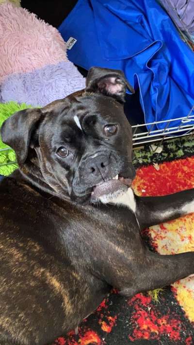 Zeige das lustigste Bild eures Hundis-Beitrag-Bild