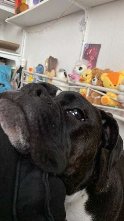 Deutsche Boxer-Beitrag-Bild