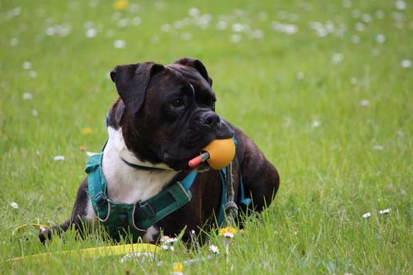 Dogorama Photo Challenge - Hunde in Action-Beitrag-Bild