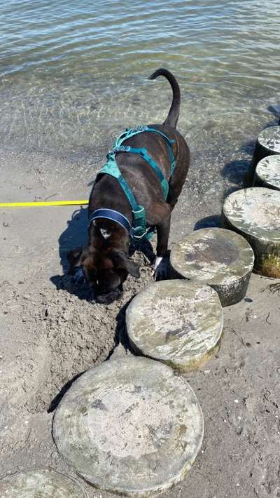 Welchen Hund hast du?-Beitrag-Bild