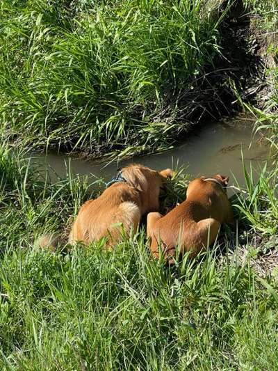 Dogorama-Monats-Challenge-Mai "Wasser"-Beitrag-Bild