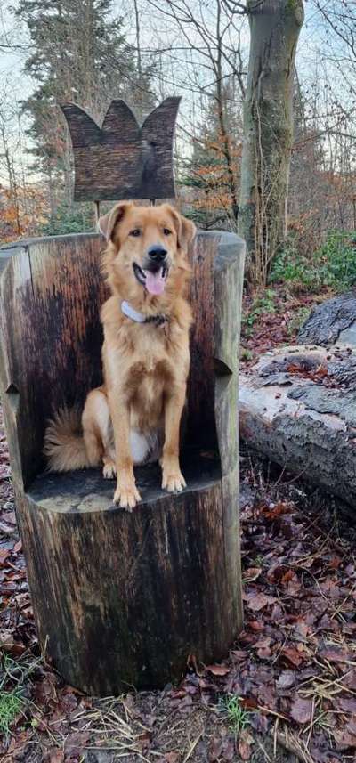 TierschutzhundeStammtisch🐕-Beitrag-Bild