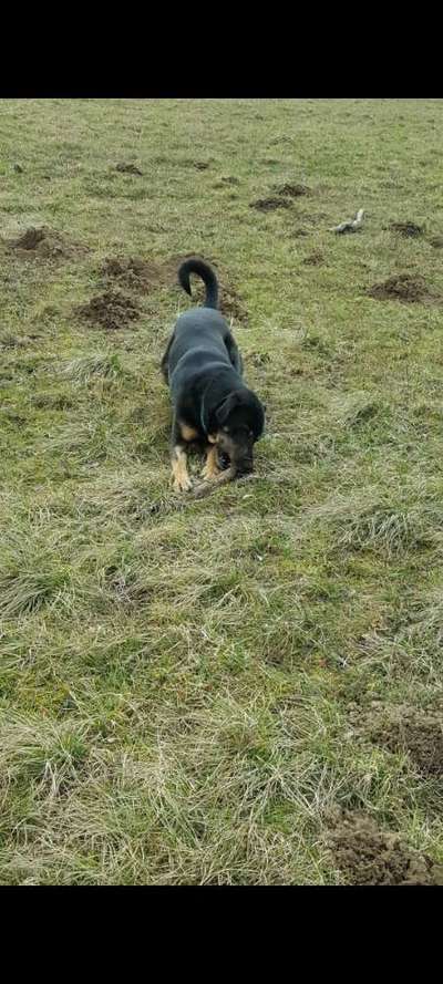 Mischlinge raten - Rätselspaß-Beitrag-Bild