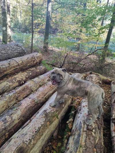 Hundetreffen-Bollerköpfe-Bild