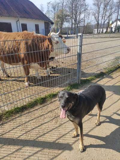 Mischlinge raten - Rätselspaß-Beitrag-Bild