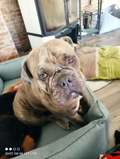 Olde English Bulldogge-Beitrag-Bild