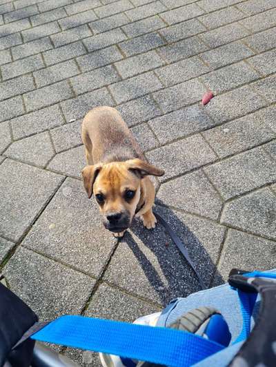 Mischlinge raten - Rätselspaß-Beitrag-Bild