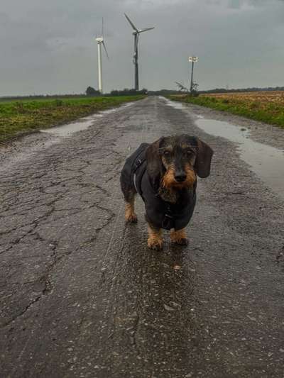 Hundetreffen-Dackel sucht Freundin-Bild