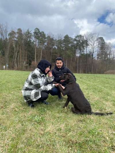 Hundetreffen-Spiel-/Gassirunde-Bild