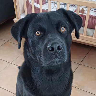 Hundetreffen-Gassi Treff und Gemeinsames spielen-Bild