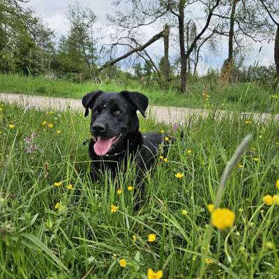 Hundetreffen-Gassi Treff und Gemeinsames spielen-Bild