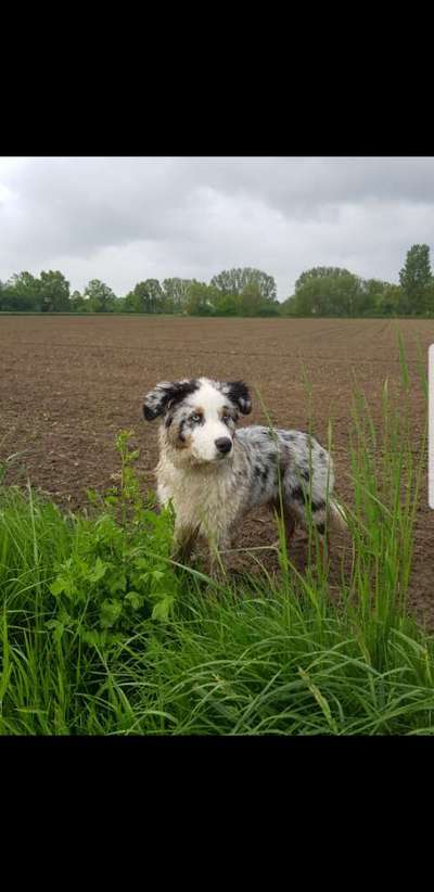 Hundetreffen-Junghundetreffen-Bild