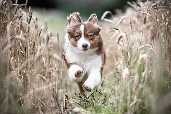 Die Dogorama Kalender Challenge Titelbild-Beitrag-Bild