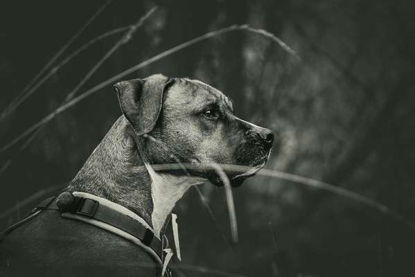 Postet das beste Foto von euren 4 beinern-Beitrag-Bild