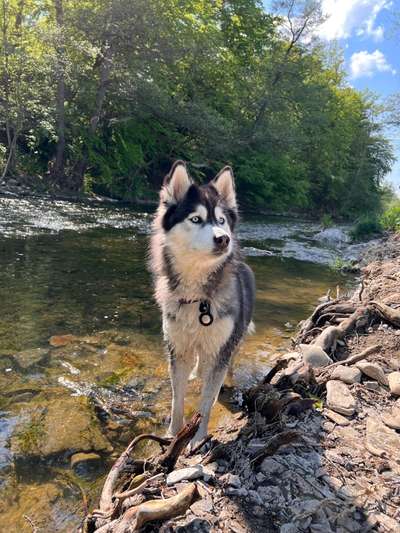 Husky-Beitrag-Bild