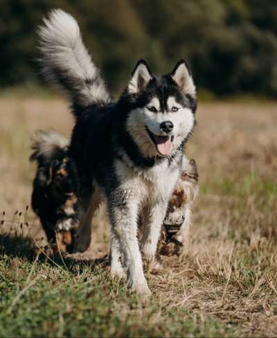 Husky-Beitrag-Bild