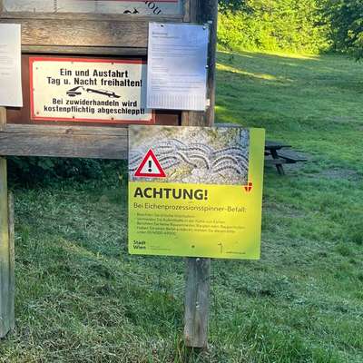 Giftköder-Eichenprozessionsspinner-Bild
