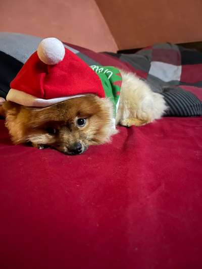 Hundetreffen-Spielrunden-Bild