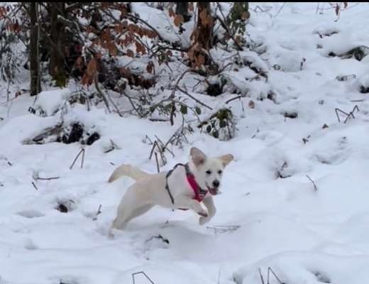 Fotosammlung: ,,Der natürliche Hund" Unbearbeitet, ungestellt und in Natura-Beitrag-Bild