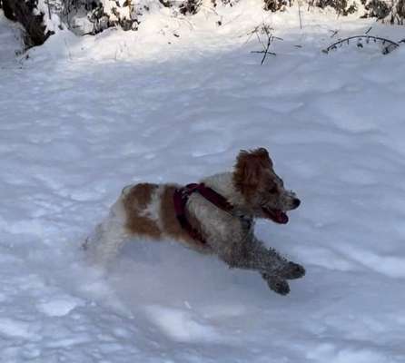 Fotosammlung: ,,Der natürliche Hund" Unbearbeitet, ungestellt und in Natura-Beitrag-Bild