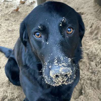 Hundetreffen-Gassirunde am Alsterlauf, Niendorfer Gehege-Bild