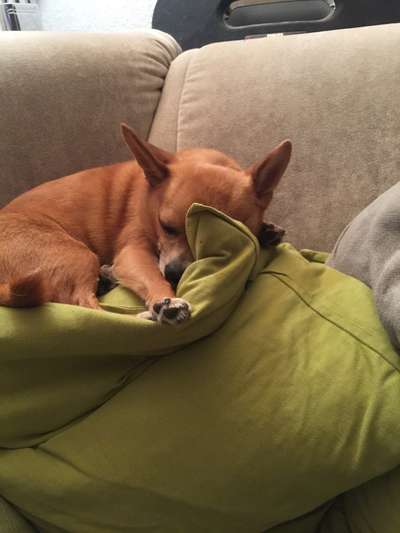 Wo sind die Chihuahua Besitzer ?-Beitrag-Bild