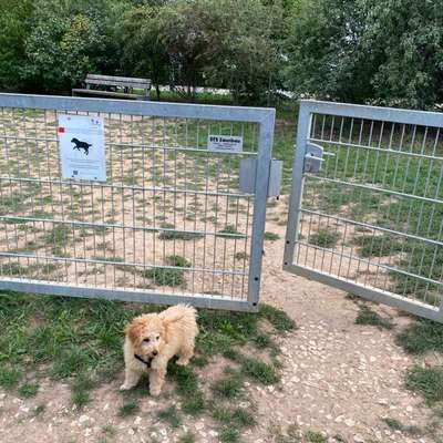 Hundetreffen-Wer hat Interesse an einer Welpen-Spielrunde?-Bild