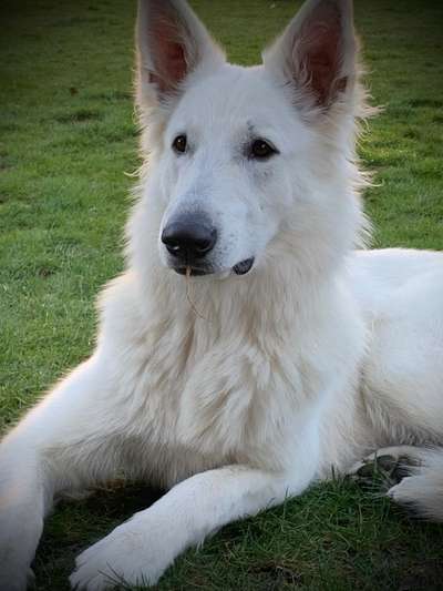 Weißer Schweizer Schäferhund-Beitrag-Bild