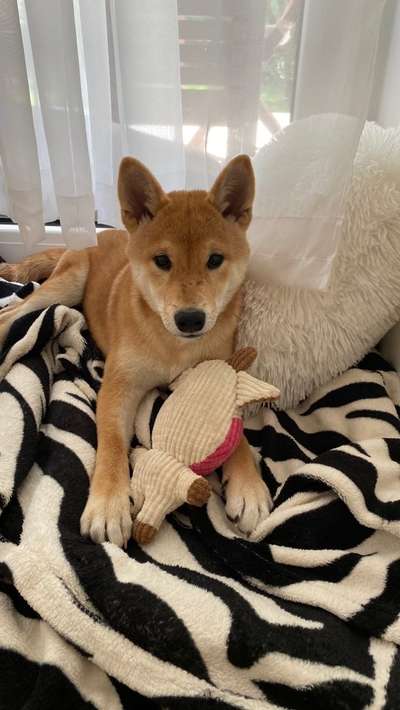 Hundetreffen-Shiba sucht Begleitung-Bild