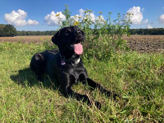 Hundetreffen-Gassirunde-Bild