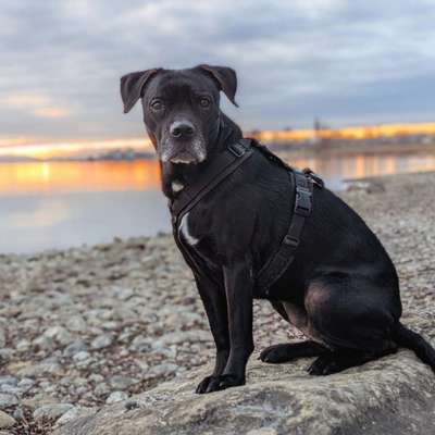 Hundetreffen-Hundefreunde🐶⚓🥰-Bild