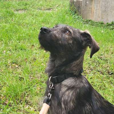 Hundetreffen-Scheue Junghündin sucht positive Hundekontakte-Bild