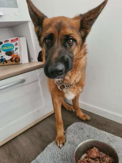 Alles rund um den Schäferhund, diskutieren erwünscht.-Beitrag-Bild