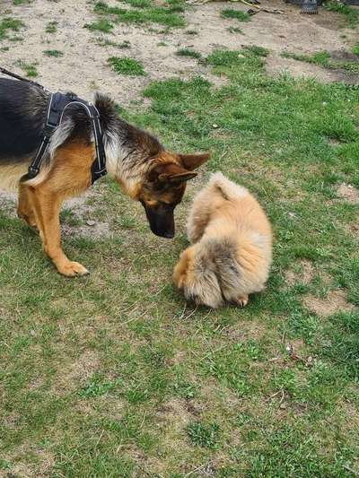 Alles rund um den Schäferhund, diskutieren erwünscht.-Beitrag-Bild