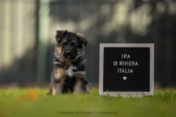 Alles rund um den Schäferhund, diskutieren erwünscht.-Beitrag-Bild