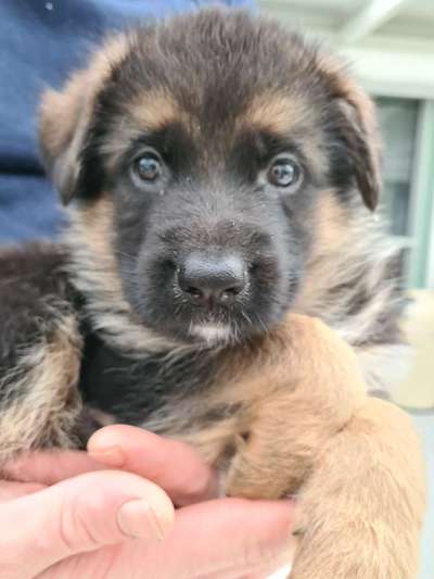 Alles rund um den Schäferhund, diskutieren erwünscht.-Beitrag-Bild