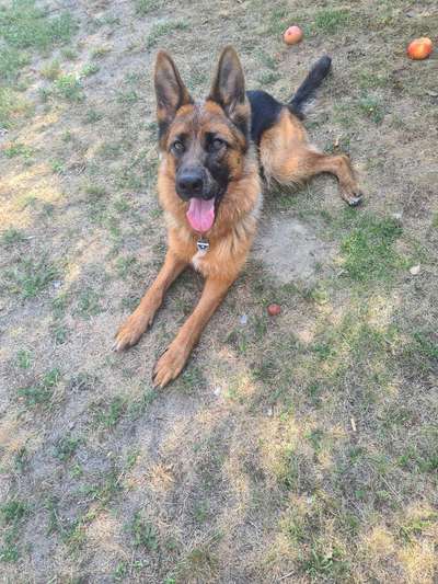 Alles rund um den Schäferhund, diskutieren erwünscht.-Beitrag-Bild