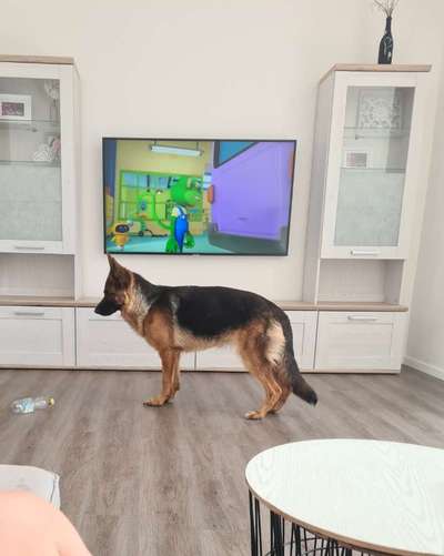 Alles rund um den Schäferhund, diskutieren erwünscht.-Beitrag-Bild