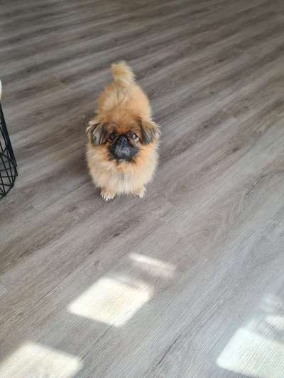 Alles rund um den Schäferhund, diskutieren erwünscht.-Beitrag-Bild